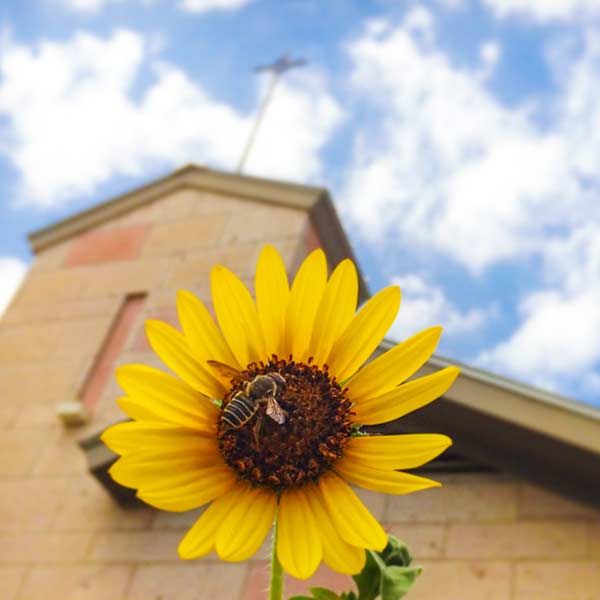 A small bee pollinating a sunflower in front of a church